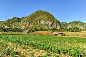 tobak fält i de vinales dal, norr av kuba. foto