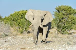 elefant - etosha, namibia foto