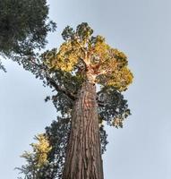 allmän bevilja sequoia träd, kungar kanjon nationell parkera foto