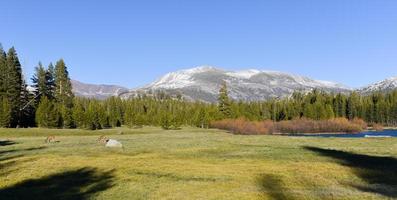 tuolumne ängar, yosemite parkera foto