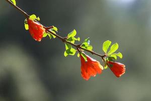 sommarblommor i en stadspark i Israel. foto