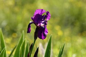 sommarblommor i en stadspark i Israel. foto