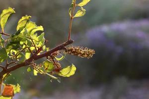 sommarblommor i en stadspark i Israel. foto