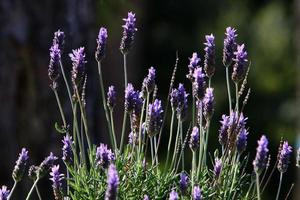 sommarblommor i en stadspark i Israel. foto