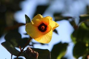 sommarblommor i en stadspark i Israel. foto