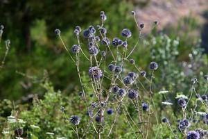 sommarblommor i en stadspark i Israel. foto