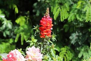 sommarblommor i en stadspark i Israel. foto