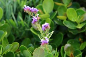 sommarblommor i en stadspark i Israel. foto