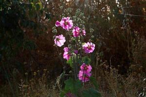 sommarblommor i en stadspark i Israel. foto