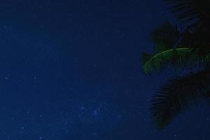 naturskön natt himmel med en massa av stjärnor och handflatan träd foto