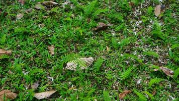 skön grön gräs med torr löv i de bakgrund foto