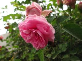 närbild skott av ljus färgrik blommor i botanisk trädgård i karachi pakistan 2022 foto