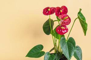 hus växt anthurium i vit blomkruka isolerat på beige bakgrund anthurium är hjärta - formad blomma flamingo blommor eller anthurium andraeanum, araceae eller arum symbolisera gästfrihet foto