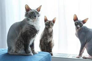 söt och smart sphynx katter på Hem foto