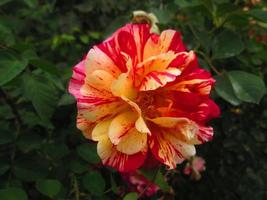 närbild skott av ljus färgrik blommor i botanisk trädgård i karachi pakistan 2022 foto