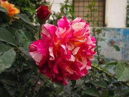 närbild skott av ljus färgrik blommor i botanisk trädgård i karachi pakistan 2022 foto