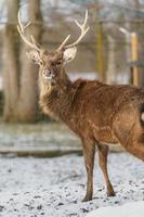 indokinesiska sika rådjur foto