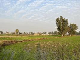 filmiska Färg betygsatt antenn se av en fält gröda i de by av pakistan skön landskap se av ris fält i det hej mianwali foto