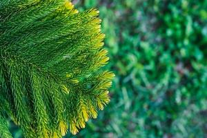 närbild topp se av norfolk ö tall blad gren. araukariakuki, suddig bakgrund, aning för en jul kort eller artikel foto