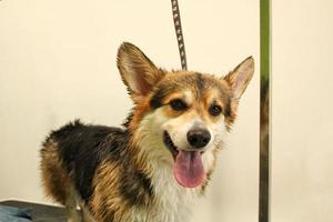 rolig corgi welsh pembroke med säkerhet bälte stående på hund grooming tabell i salong. professionellt service, sällskapsdjur vård, friskvård, spa, hygien, skönhet av djur begrepp. närbild foto