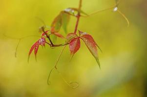 höst gren med löv på gul grön bakgrund. löv smal fokal- del suddig bakgrund. foto