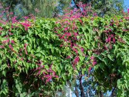 korall vin blomning i de trädgård foto