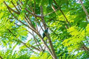 asiatisk smaragd- gök uppflugen på träd foto