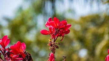 canna lilja, Indien kort växt, Indien skjuta, bulsarana blomning i de trädgård foto