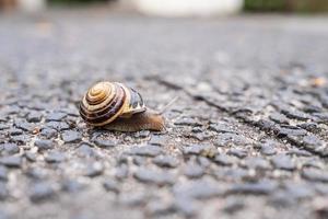 snigel på ett asfalt väg, på en suddig bakgrund. foto