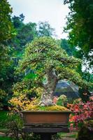 bonsai trädgård thailand skön små bonsai träd med grön löv foto