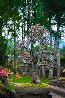 bonsai trädgård thailand skön små bonsai träd med grön löv foto