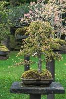 bonsai trädgård thailand skön små bonsai träd med grön löv foto