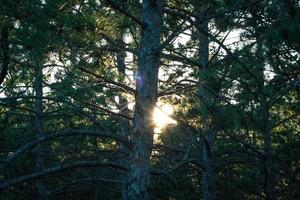 tall träd i skog landskap Foto