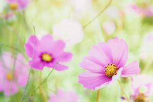 kosmos daisy blommor i de trädgård dag naturlig årgång foto