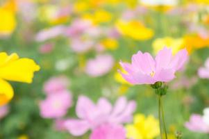 de trevlig dag och trevlig blommor kosmos färgrik på fält rosa blommor daisy blommor natur trädgård foto