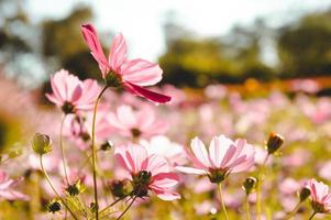 blommor kosmos i de fält blomning på de dag i de natur trädgård foto