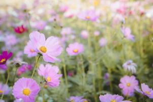 blommor kosmos i de fält blomning på de dag i de natur trädgård foto