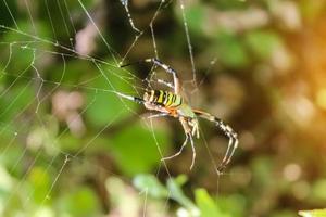Spindel Sammanträde på dess webb. stänga upp makro skott foto