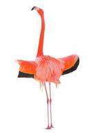skön flamingo isolerat på vit bakgrund. foto