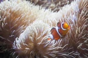 skön clown fisk och hav anemon foto