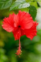 närbild av skön röd hibiskus blomma. grund djup av fält. foto