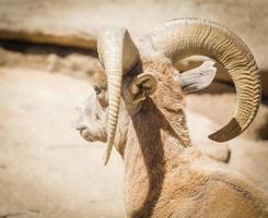 öken bighorn får foto