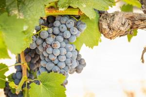 vingård med frodig, mogen vin vindruvor på de vin redo för skörda foto
