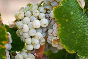 vingård med frodig, mogen vin vindruvor på de vin redo för skörda foto