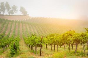 skön vin druva vingård i de morgon- Sol foto