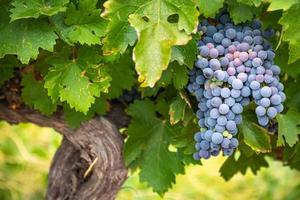 frodig vin vindruvor kluster hängande på de vin foto