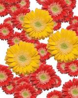 faller gul och röd gerber daisy foto