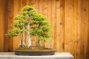 skallig cypress bonsai träd skog mot trä staket foto