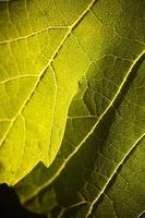 dramatiskt belyst druva blad på de vin foto