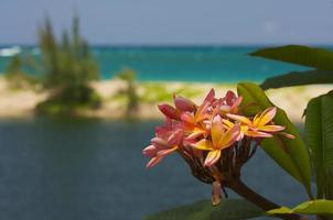 vild plumeria blomma foto